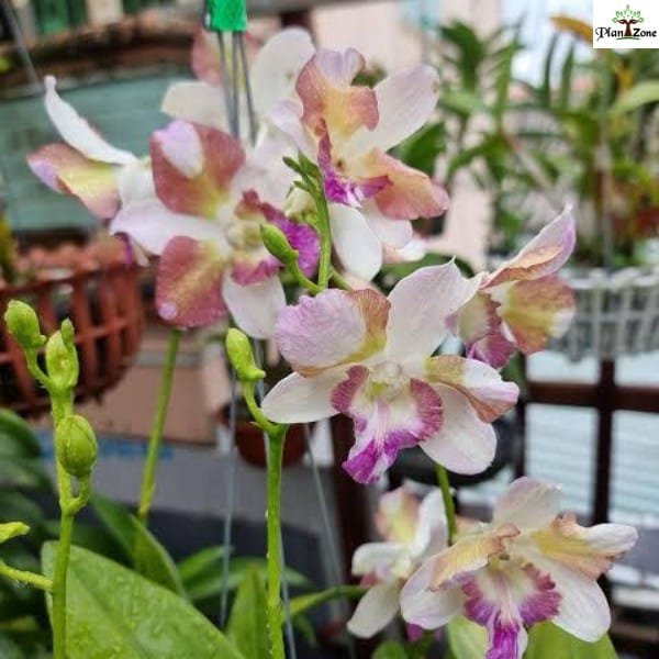 Dendrobium King Dragon Light purple Premium - Image 3