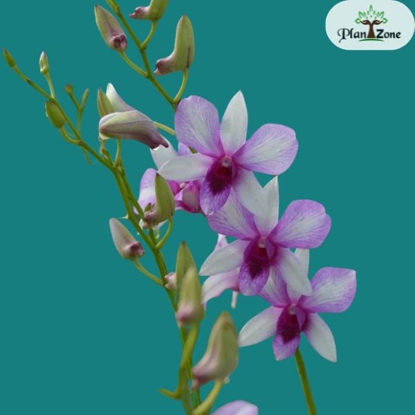 Dendrobium Nopporn White Muatation