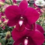 Image of Dendrobium Pramote red