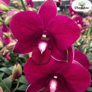 Image of Dendrobium Pramote red