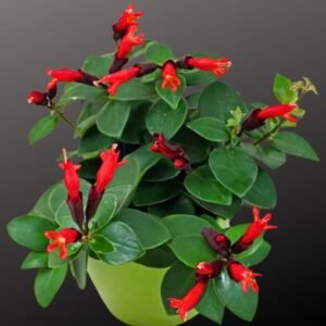 Image of hoya lipstick hanging plant