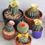 Image of Cactus Combo