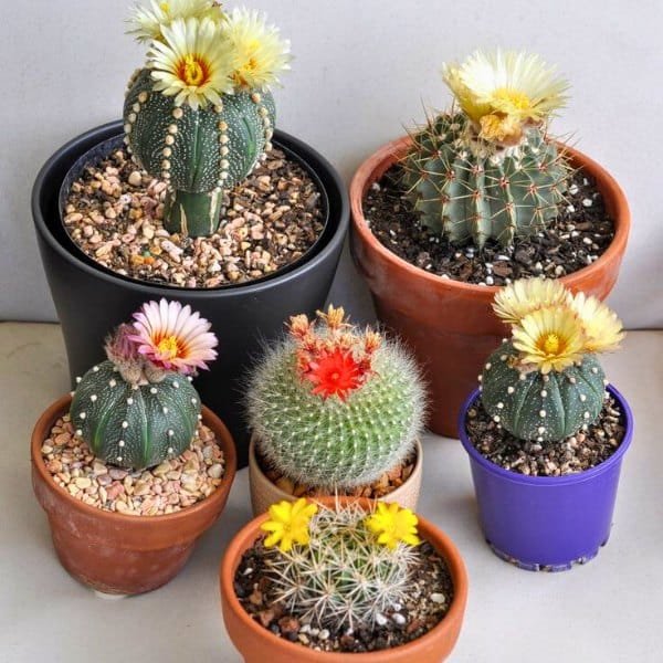 Image of Cactus Combo