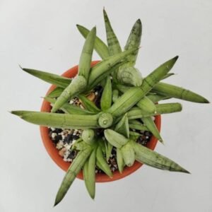 Image of Sansevieria Boncel Hybrids