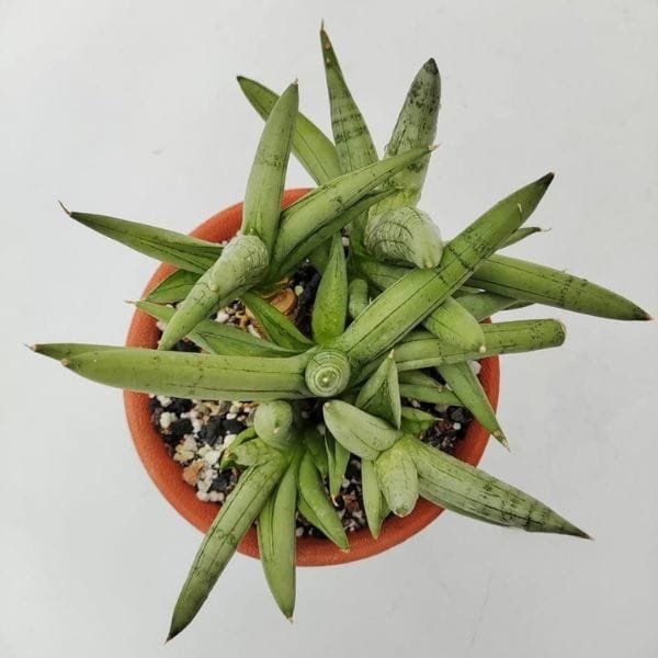 Image of Sansevieria Boncel Hybrids