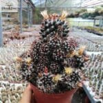 Image of Black Cactus Plant