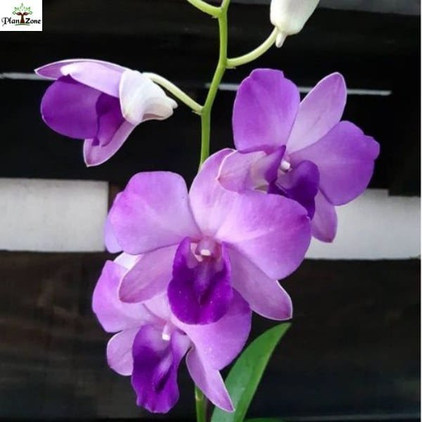 Image of Dendrobium blue planet