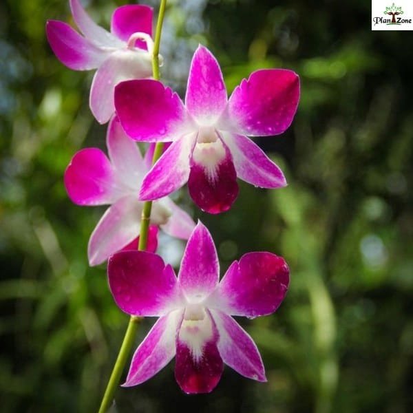 Image of dendrobium sonia erika