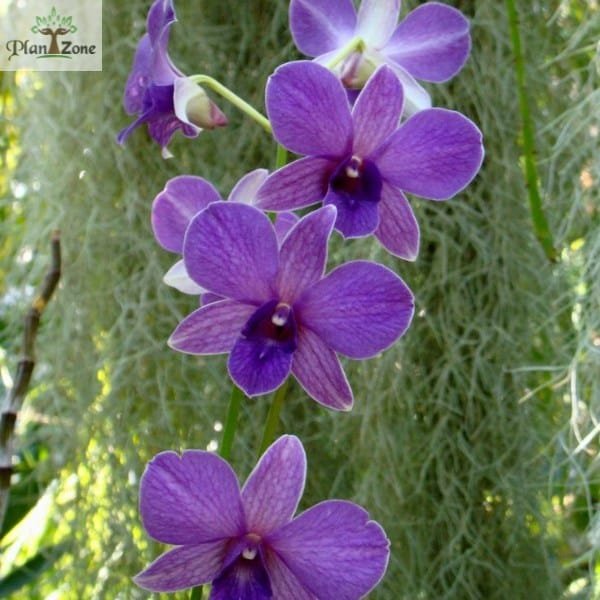 Dendrobium Mana Blue - Image 3