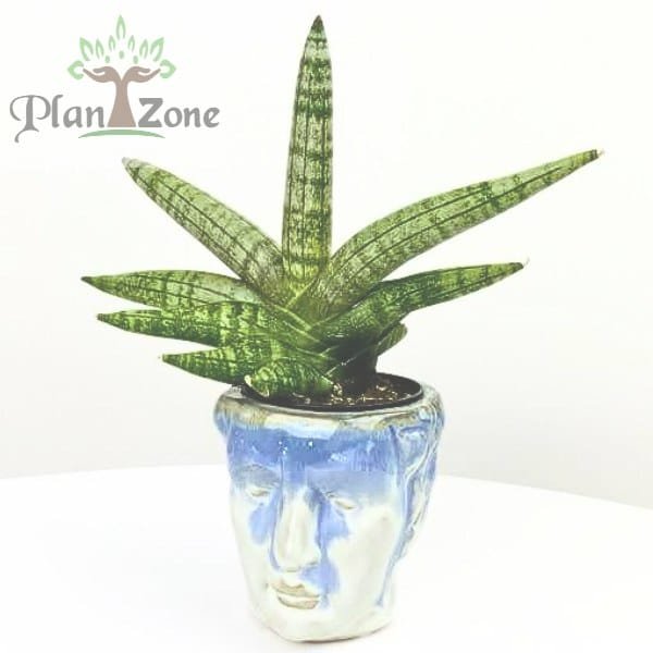 Image of Sansevieria Boncel Hybrids