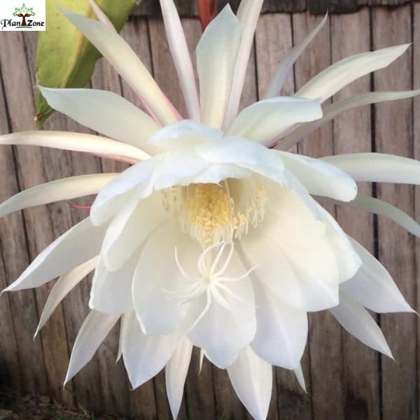 Image of Brahmakamal (Epiphyllum)