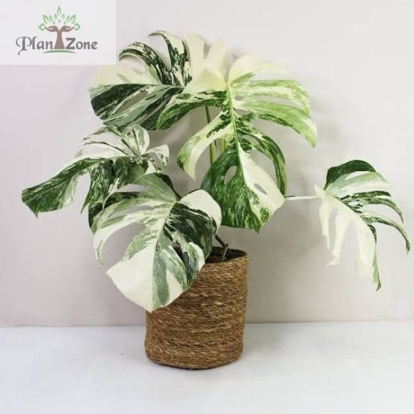 Image of indoor plant