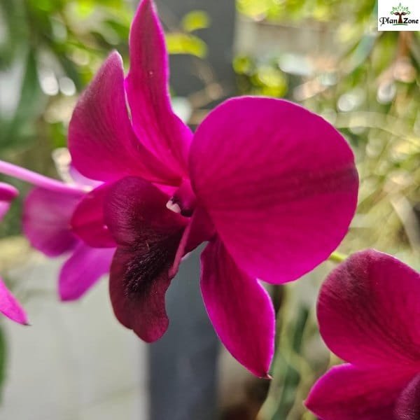 Image of Dendrobium Smin Red