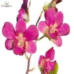 Image of Dendrobium Imelda x Burana Jade