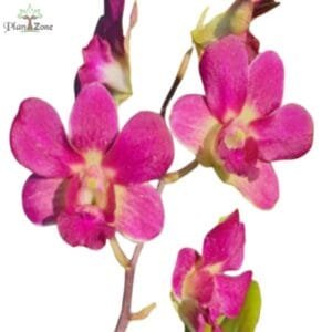 Image of Dendrobium Imelda x Burana Jade