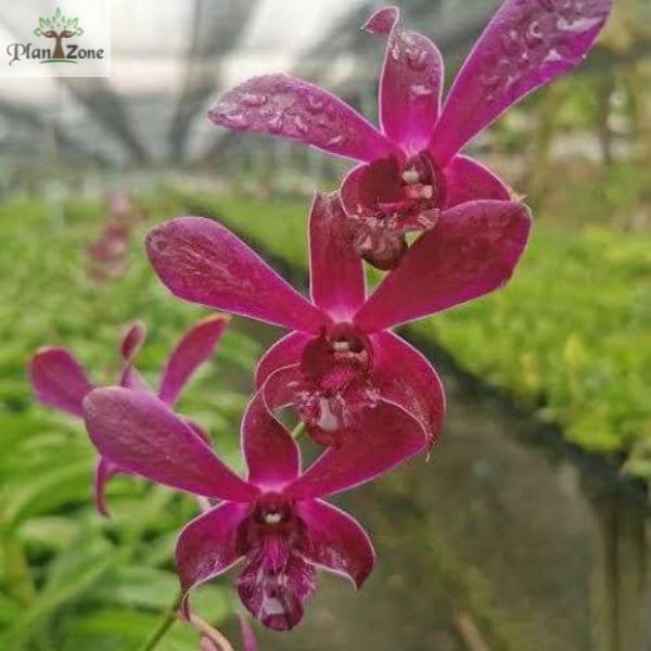 Dendrobium Caesar Red Premium - Image 2