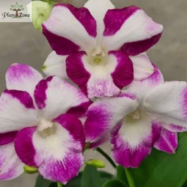 Dendrobium Dragon Smile Premium - Image 2