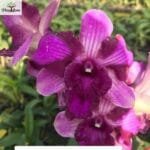 Image of Dendrobium Nopporn Star Bright