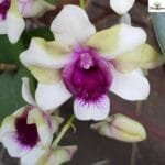 Image of Dendrobium Baby Happy Holiday