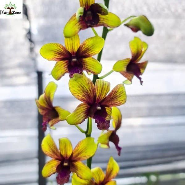 Image of Dendrobium Thongchai Gold 'Pinwattana Splash'