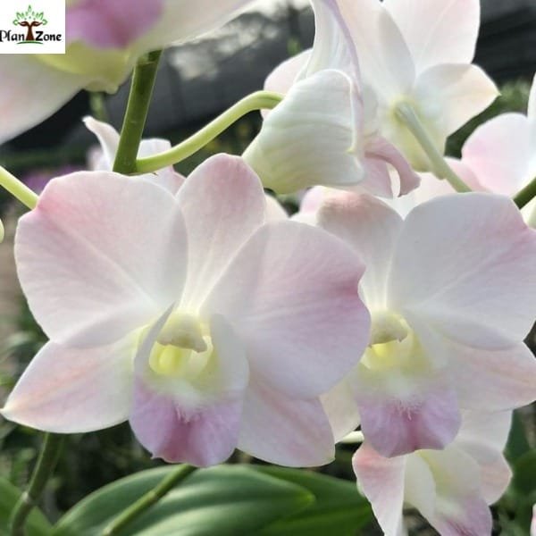 Image of Dendrobium Pink Happy