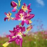 Image of Dendrobium Betty Rose Red