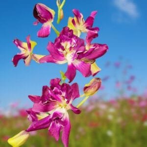 Image of Dendrobium Betty Rose Red