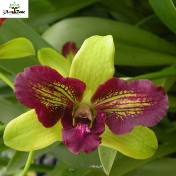 Dendrobium Thongchai Gold