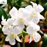 Image of Dendrobium Shavin White