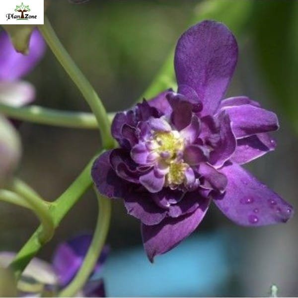 Image ofDendrobium Betty Rose Purple