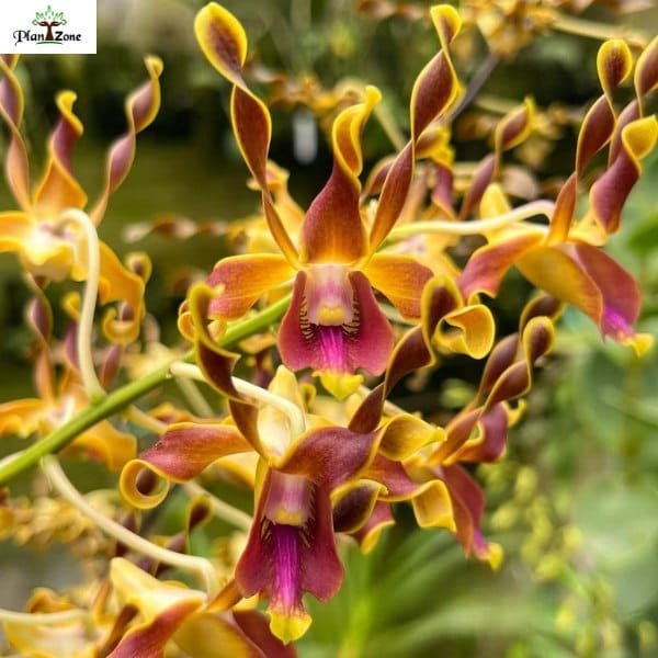 Dendrobium (Ckaii x Lasianthera)