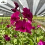 Dendrobium Ladda Red