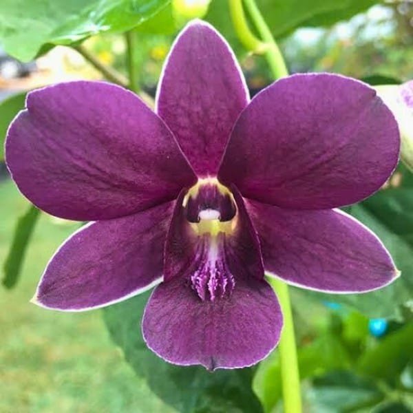 Dendrobium Airway Blue x Blue Angel