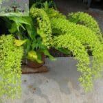 Image of Grammatophyllum Orchid