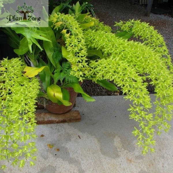 Image of Grammatophyllum Orchid