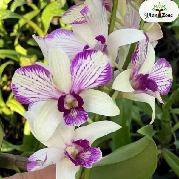 Dendrobium Nopporn White Muatation