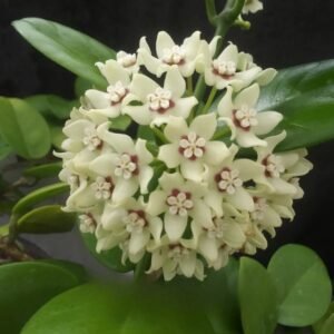 Image of Hoya Australis