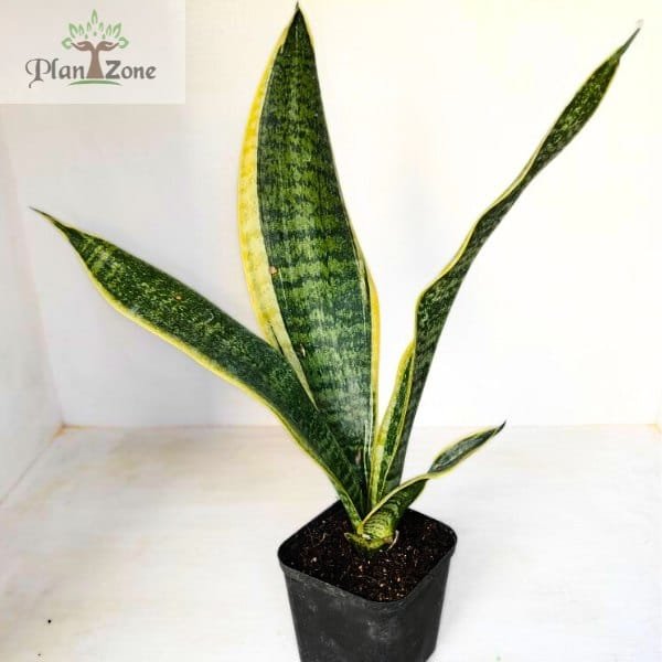Image of Sansevieria Superba.