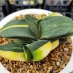Image of Gasteria indoor plant