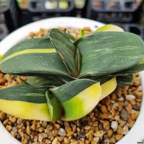 Image of Gasteria indoor plant