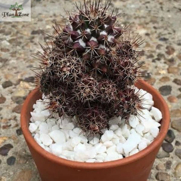 Image of Black Cactus Plant