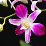 Image of dendrobium sonia erika