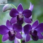 Image of mana blue