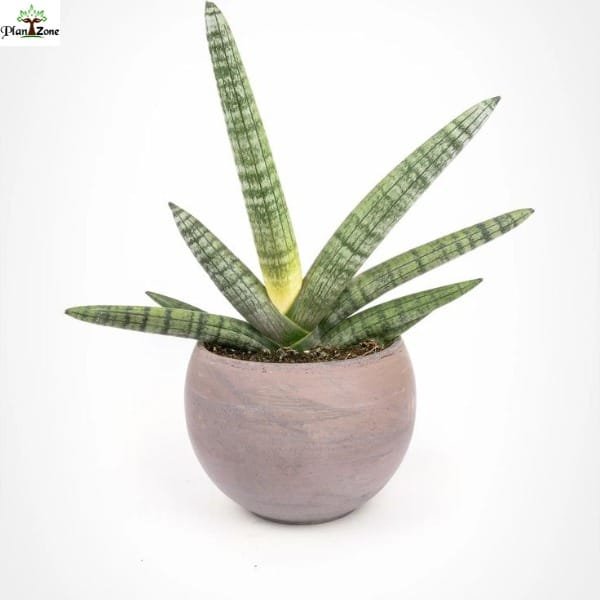 Image of Sansevieria Boncel Hybrids
