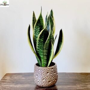 Image of Sansevieria Superba