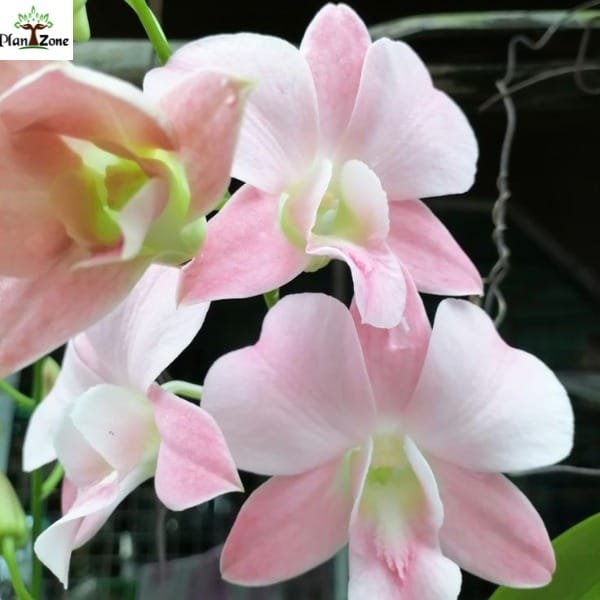 Image of Dendrobium Pink Happy