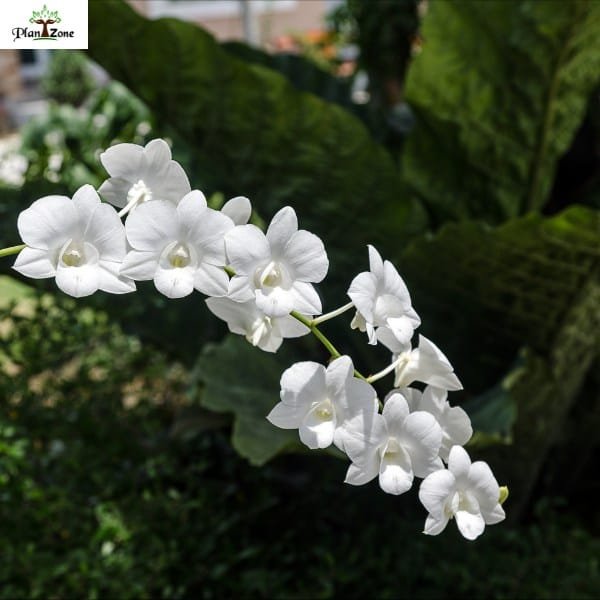 Image of Dendrobium Shavin White