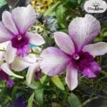 Image of Dendrobium Nopporn White Muatation