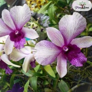 Image of Dendrobium Nopporn White Muatation