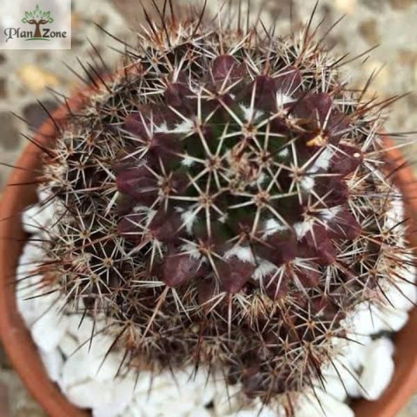 Image of Black Cactus Plant